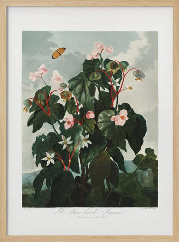 The Oblique–Leaved Begonia from The Temple of Flora (1807) | Poster - Wood Frame Interior