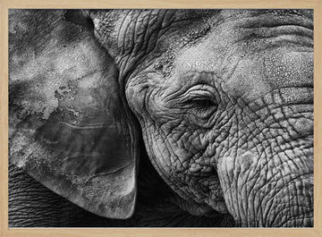 Textured Elephant Portrait | Poster - Wood Frame Interior