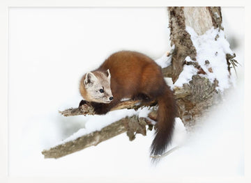 Marten on Snowy Branch | Poster - White Frame Interior