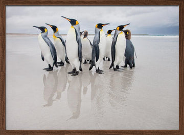 King Penguins on Beach | Poster - Walnut Frame Interior