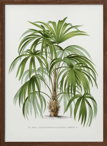 Xxiv Acanthorhiza Aculeata | Poster - Walnut Frame Interior