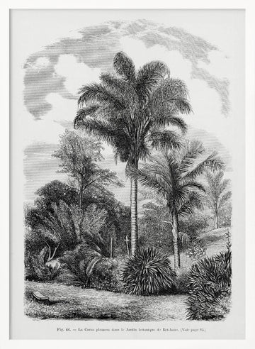Vintage Palm Tree Drawing Vi | Poster - White Frame Interior