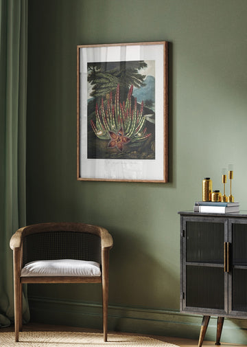 The Maggot–Bearing Stapelia from The Temple of Flora (1807) | Poster - Room Interior 2