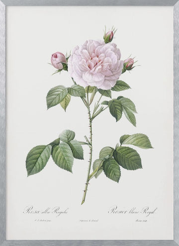 Royal White Rose, Les Roses (1817–1824) | Poster - Silver Frame Interior