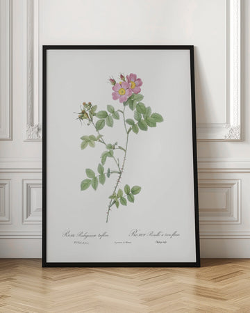 Sweetbriar, Les Roses (1817–1824) | Poster - Room Interior 1