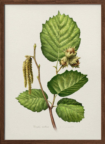 Hazelnut Branch Botanical | Poster - Walnut Frame Interior