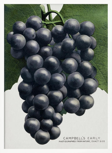 Campbell's Early Grape Lithograph | Poster - White Frame Interior