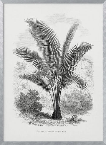 Vintage Palm Tree Drawing Vii | Poster - Silver Frame Interior
