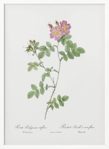 Sweetbriar, Les Roses (1817–1824) | Poster - White Frame Interior