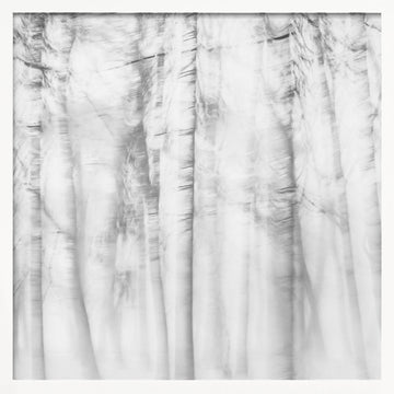 Ethereal Tree Lines | Poster - White Frame Interior