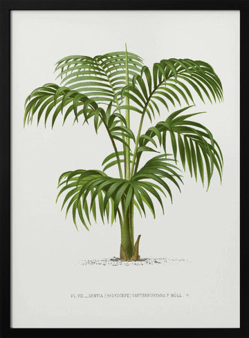 Kentia Vii | Poster - Black Metal Frame Interior