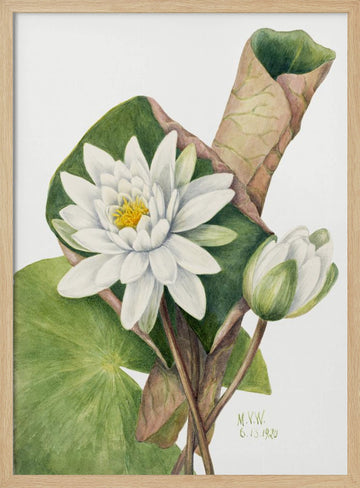 American Waterlily (1920) | Poster - Wood Frame Interior