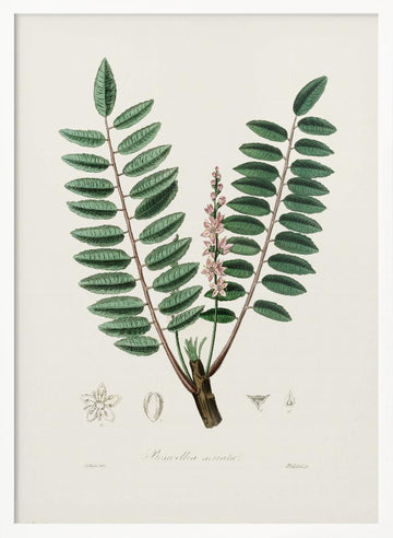 Boswellia Serrata Medical Botany | Poster - White Frame Interior