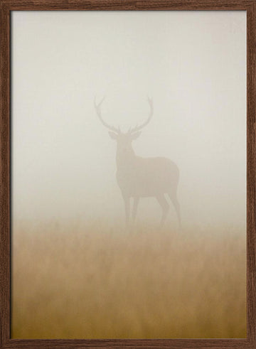 Stag in Morning Mist | Poster - Walnut Frame Interior