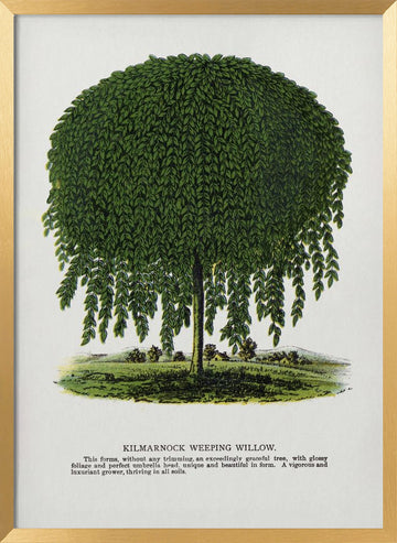 Kilmarnock Weeping Willow Tree Lithograph | Poster - Gold Frame Interior