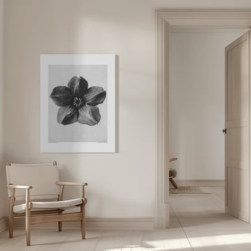 Cobaea Scandens | Canvas - Room Interior 1