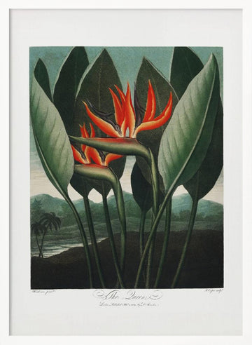 The Queen–Plant from The Temple of Flora (1807) | Poster - White Frame Interior