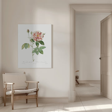 Rosa Gallica (1817–1824), Les Rose | Canvas - Room Interior 1
