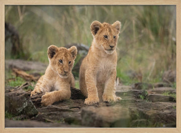 Two Adorable Lion Cubs | Poster - Wood Frame Interior