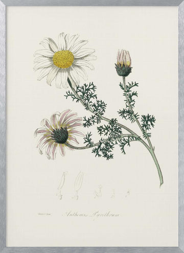 Mount Atlas Daisy (anthemis Pyrethrum) Medical Botany | Poster - Silver Frame Interior