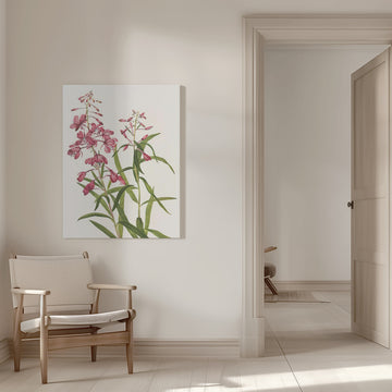 Fireweed From North American Wildflowers (1925) By Mary Vaux Walcott. | Canvas - Room Interior 1
