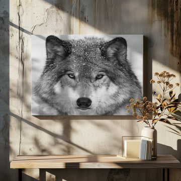 Winter Wolf Gaze | Canvas - Room Interior 2