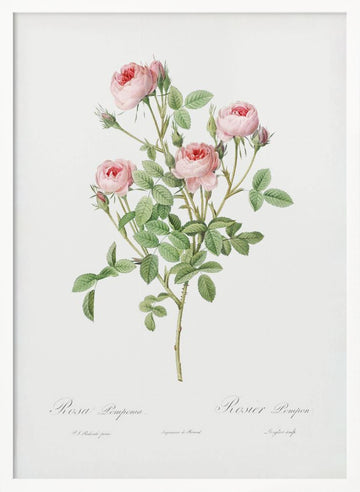 Burgundian Rose, Les Roses (1817–1824) | Poster - White Frame Interior