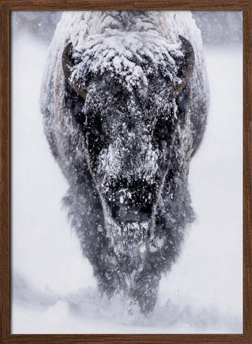 Majestic Bison Snowstorm | Poster - Walnut Frame Interior