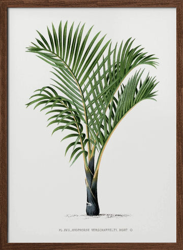Xvii Hyophorbe V | Poster - Walnut Frame Interior