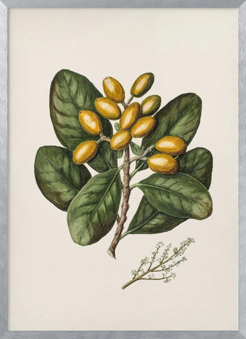 Karaka Drawn By Sarah Featon (1848–1927) | Poster - Silver Frame Interior