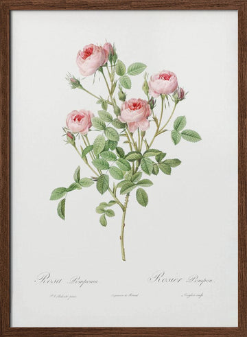 Burgundian Rose, Les Roses (1817–1824) | Poster - Walnut Frame Interior