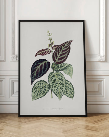 Green Bignonia Argyro Violascens Leaf Illustration | Poster - Room Interior 1