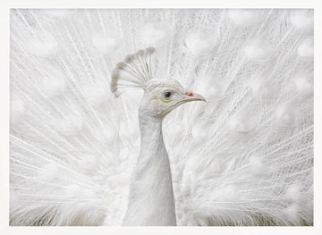 White Peacock Display | Poster - White Frame Interior