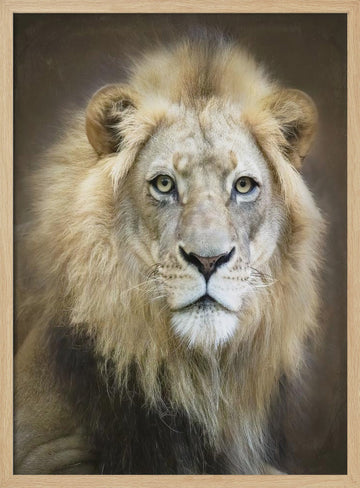 Majestic Lion Gaze | Poster - Wood Frame Interior