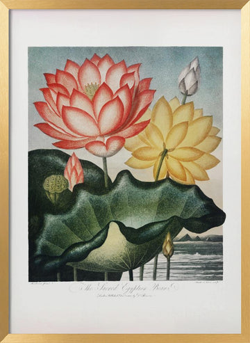 The Sacred Egyptian Bean from The Temple of Flora (1807) | Poster - Gold Frame Interior
