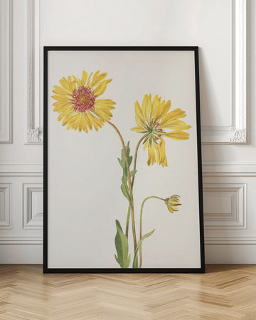 Perennial Gaillardia From North American Wildflowers (1925) By Mary Vaux Walcott. | Poster - Room Interior 1