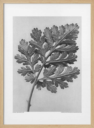 Chrysanthemum parthenium | Poster - Wood Frame Interior