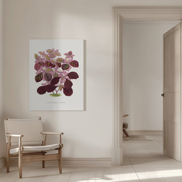 Pink Teleianthera Ficoidea Leaf Illustration | Canvas - Room Interior 1