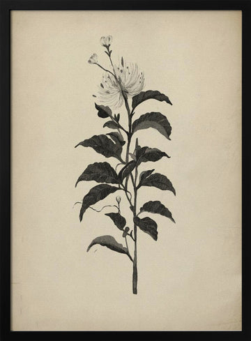 Vintage Botanical Illustration | Poster - Black Metal Frame Interior