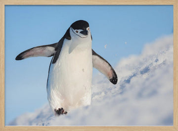 Playful Penguin Slide | Poster - Wood Frame Interior