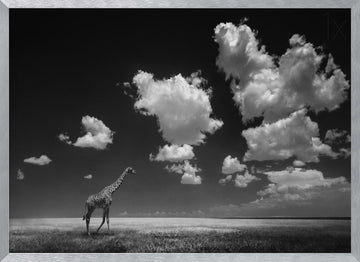 African Giraffe Sky | Poster - Silver Frame Interior