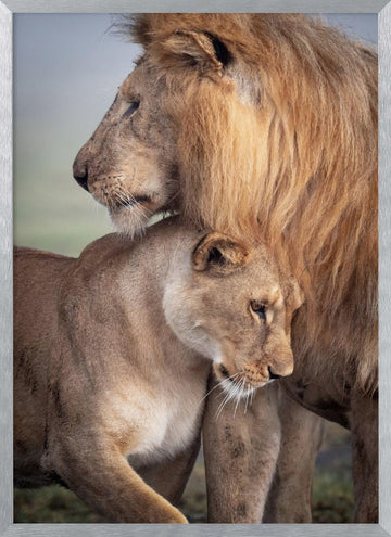 Lions in Love | Poster - Silver Frame Interior