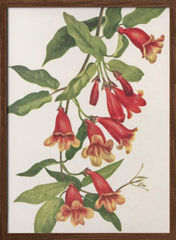 Crossvine From North American Wildflowers (1925) By Mary Vaux Walcott | Poster - Walnut Frame Interior