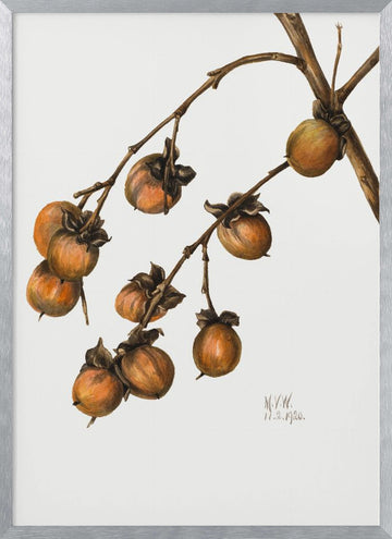 Persimmon (1920) | Poster - Silver Frame Interior