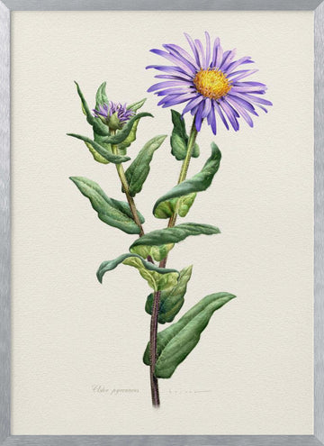 Purple Aster Botanical Study | Poster - Silver Frame Interior