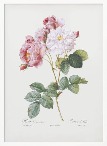 Rosebush, Les Roses (1817–1824) | Poster - White Frame Interior