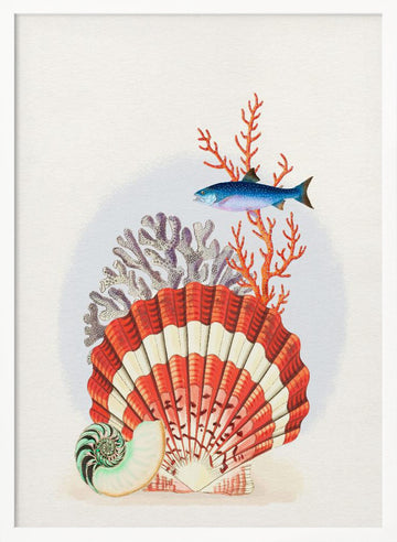 Scallop Shell Coral Fish | Poster - White Frame Interior