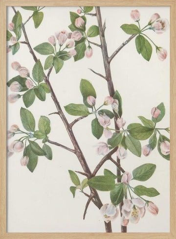 Wild Sweet Crab From North American Wildflowers (1925) By Mary Vaux Walcott. | Poster - Wood Frame Interior