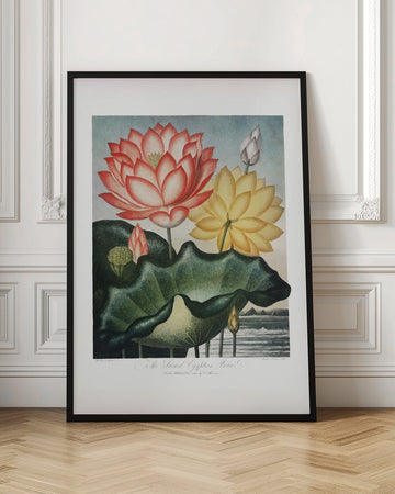 The Sacred Egyptian Bean from The Temple of Flora (1807) | Poster - Room Interior 1