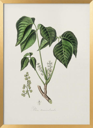Poison Ivy (rhus Toxicodendron) Medical Botany | Poster - Gold Frame Interior